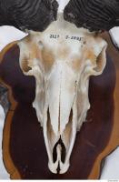 mouflon skull 0007